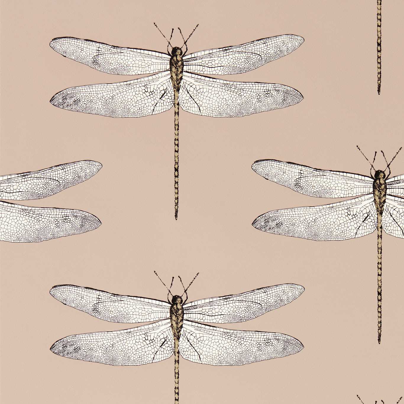 Demoiselle 113142